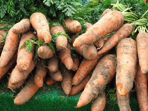 A bunch of dusty carrots